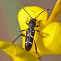 Gemeiner Widderbock (Clytus rhamni)